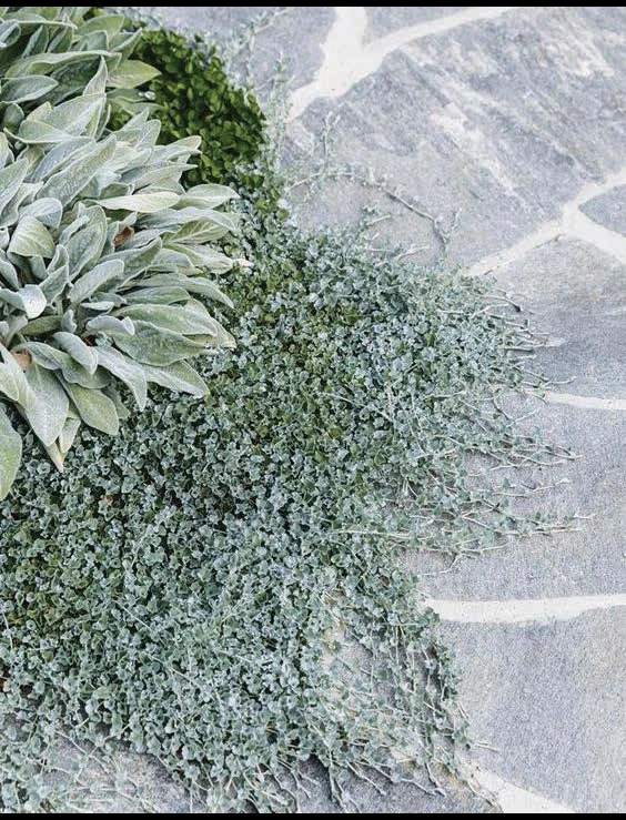 Design reference — planting and texture